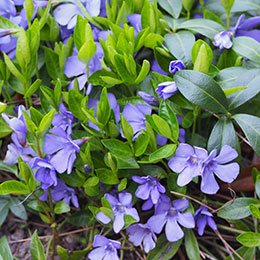 Vinca azul